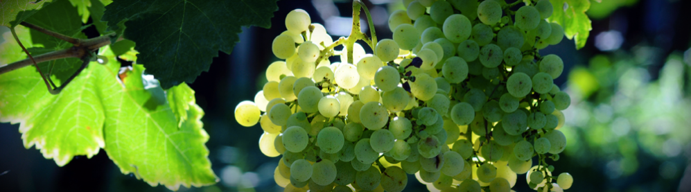 Schermata 2018-03-01 alle 10.54.32