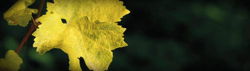 Schermata 2018-03-01 alle 10.54.38