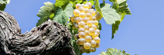 Schermata 2018-03-06 alle 14.37.31.png