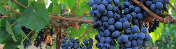 Schermata 2018-03-06 alle 14.41.35